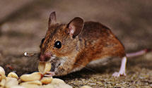 24 Hour & Emergency Exterminators in Sneads Ferry, NC